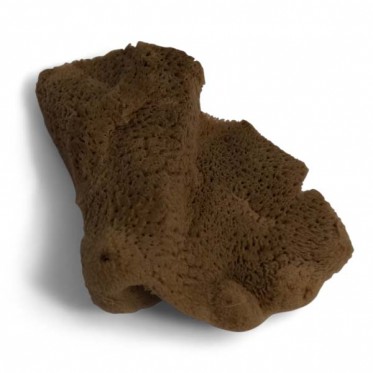  Elephant-ear sponge 